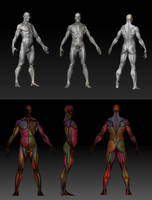 Ecorche Anatomy Study