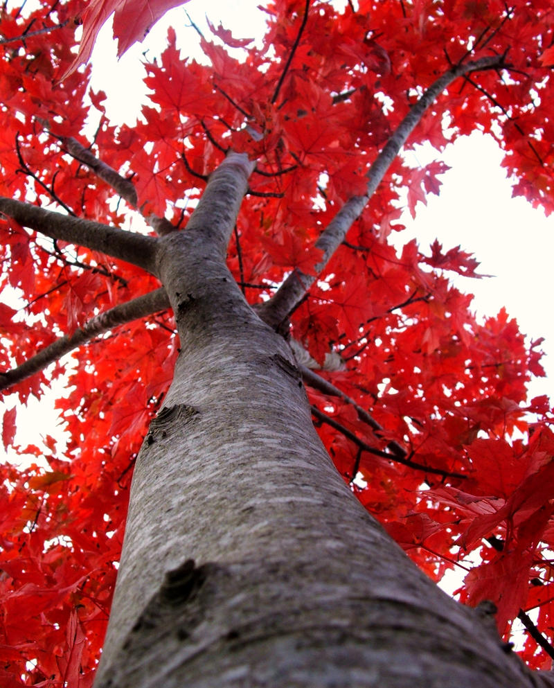 Red Fall