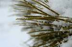 Snowy Pine by RachelDS
