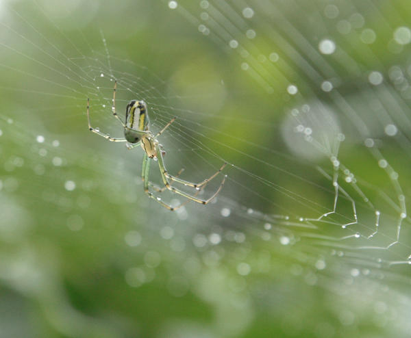 Beautiful Spider