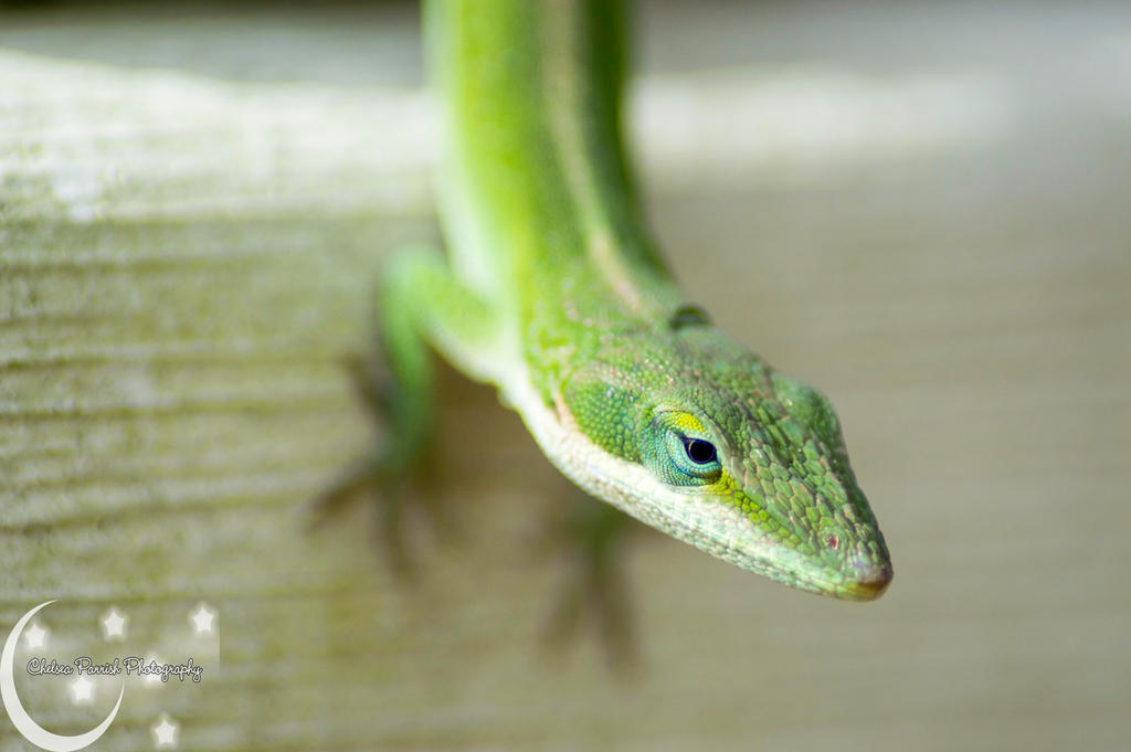 Anole