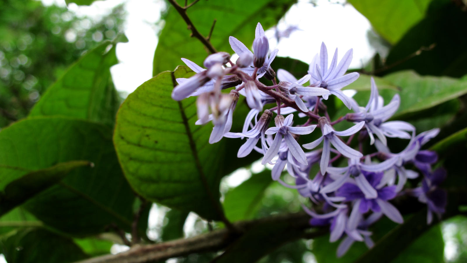 Flowers of San Vicente