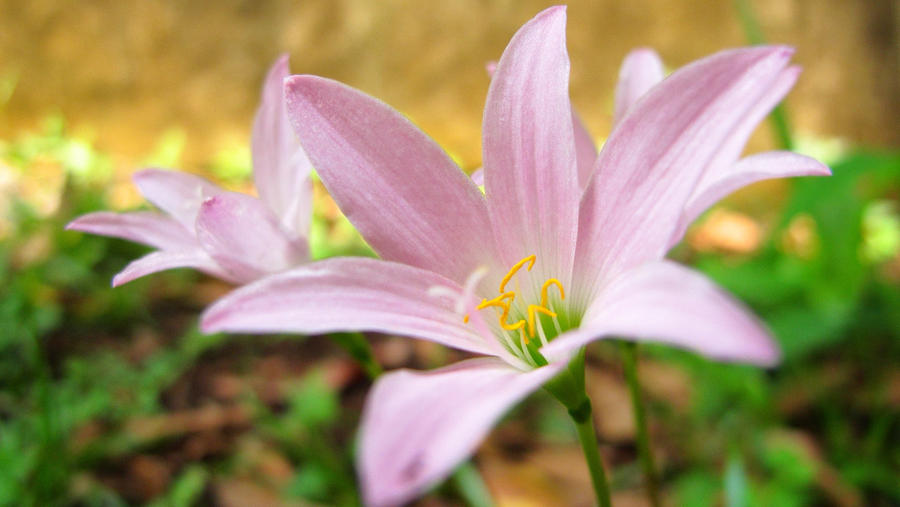 Flowers of my Patio II