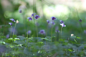 Native Violets