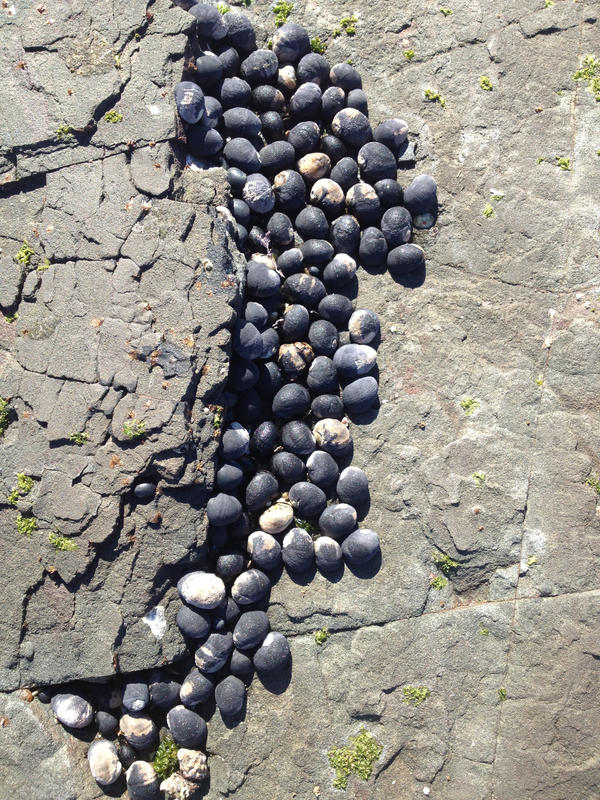 Black Shells On Rocks Black Shells by jaynol on DeviantArt
