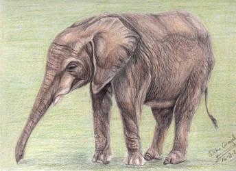 Elephant study in Prismacolor