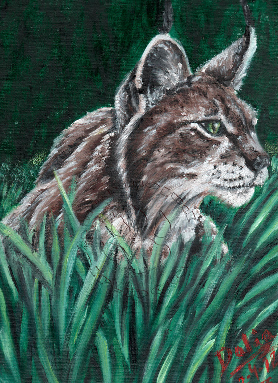 European Lynx