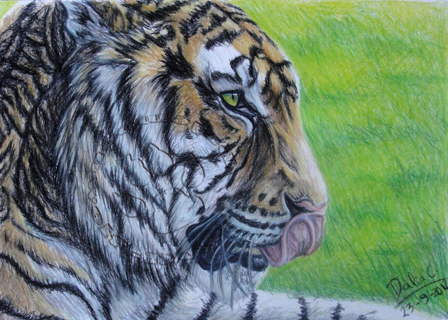 Bengal Tiger