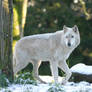 White Wolf in Winter