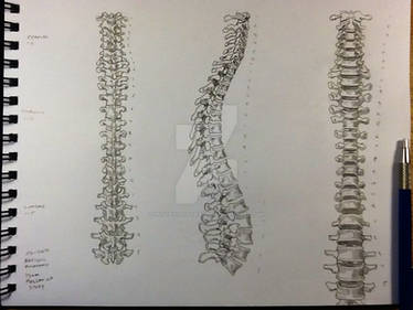 3 View Spine Study