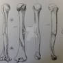 Humerus Bone Study from Artistic Anatomy