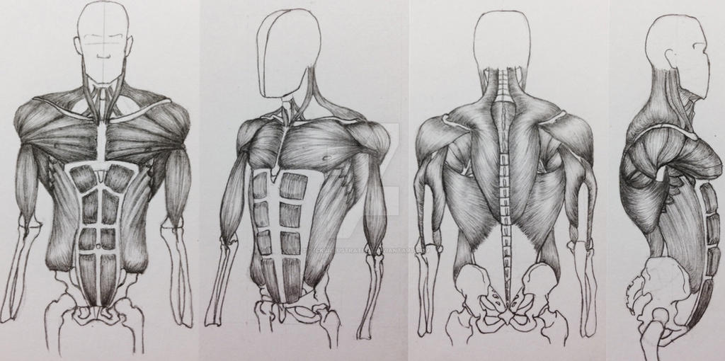 Torso Muscles 4 Views By 3sticksillustration On Deviantart