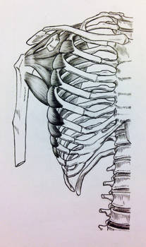 Deviantart Ribs Arched Explore the Best Ribs Art | DeviantArt