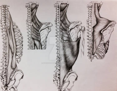 Deviantart Ribs Arched Explore the Best Ribs Art | DeviantArt