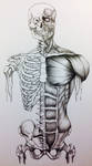 Skull to Pelvis Bone/Muscle Study Front View by 3SticksIllustration