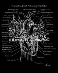 Anatomical heart w/pulmonary circulation labeled by 3SticksIllustration