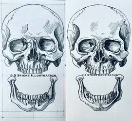 Anterior Skulls by 3SticksIllustration