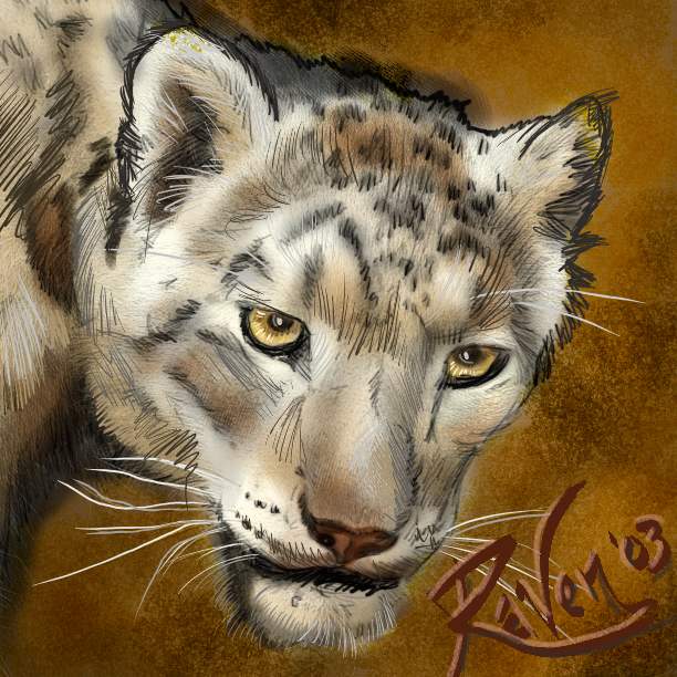 Snow Leopard Portrait