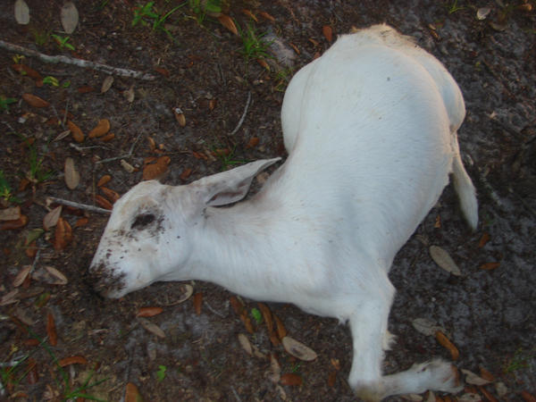 Dead Goat by DrawingDarkness on DeviantArt