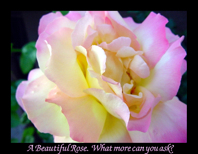 Beautful Rose2