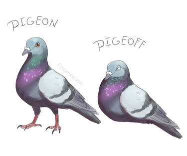 Pigeon Pigeoff