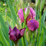 Lush flowers