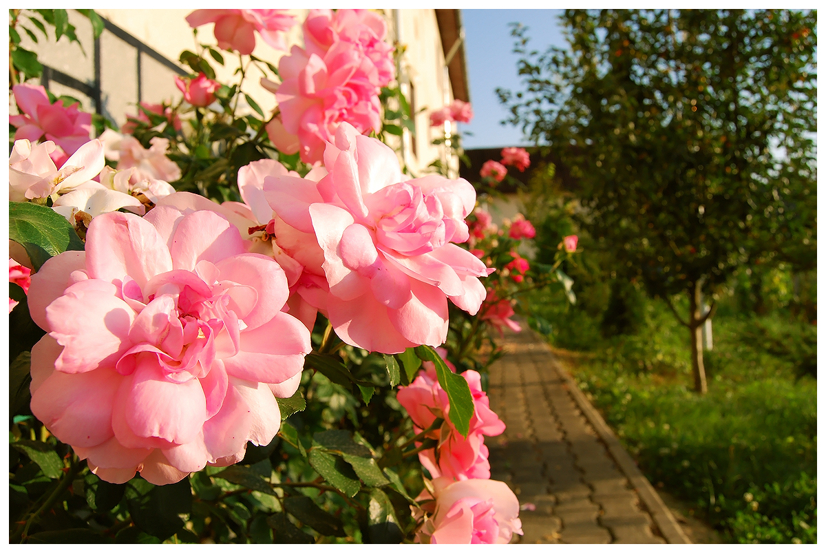 Pink roses