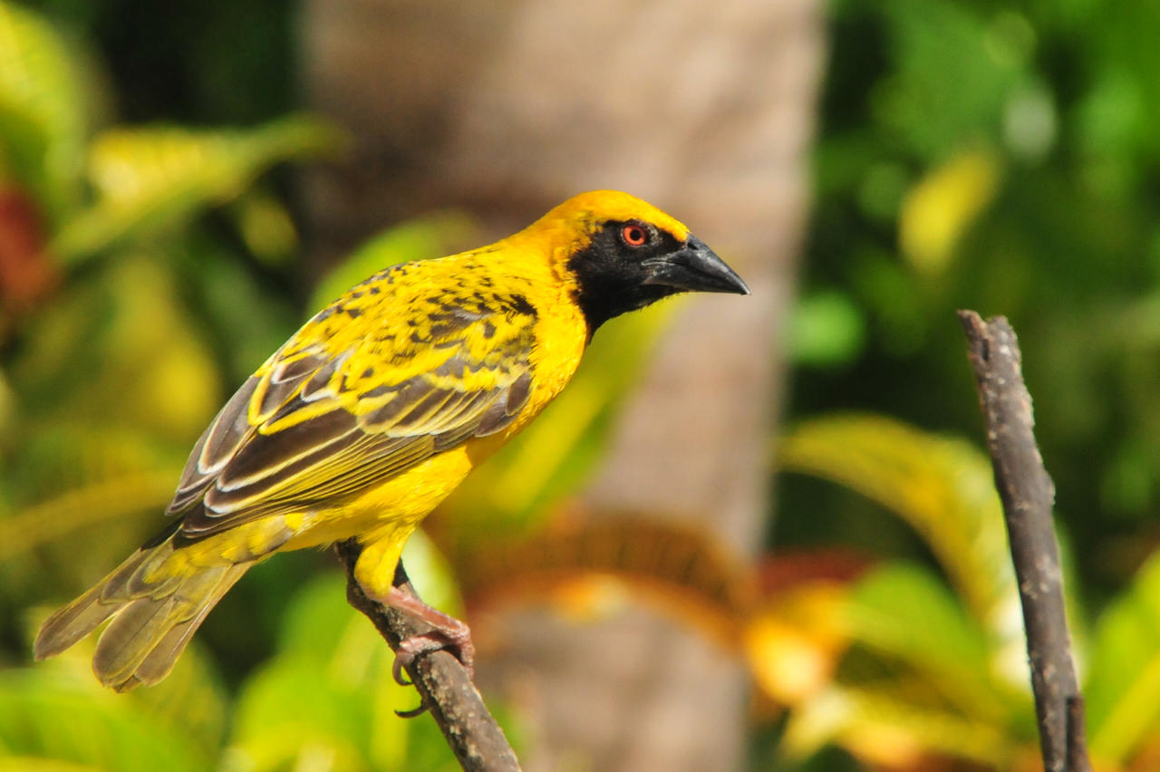Yellow Raval Yellow Raven by MrCoolAttitude on DeviantArt