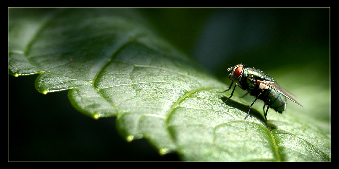 Red Eyes