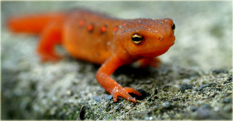 My Little Orange SalamandeR