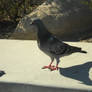 Pigeon At The Harbor