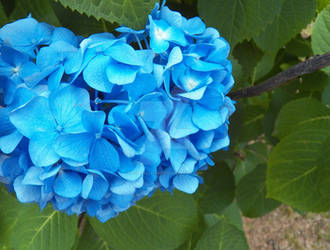 Flashy Blue Hydrangea