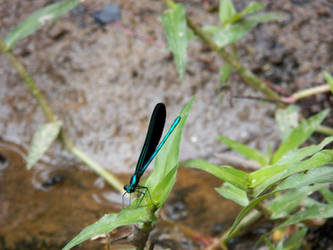 Gleaming Green Dragonfly At A Creek