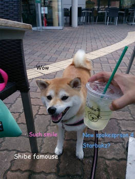 Starbucks Shibe
