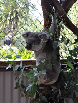 Koala