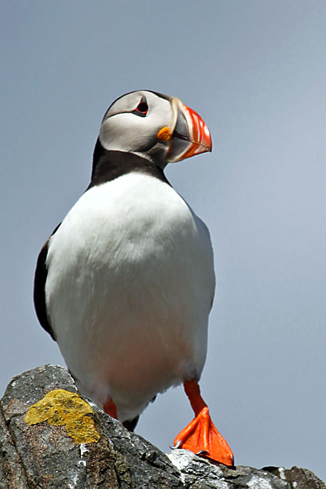 Puffin II