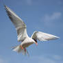 Attack of the tern