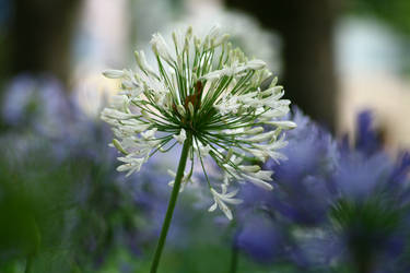 South Africa Flora