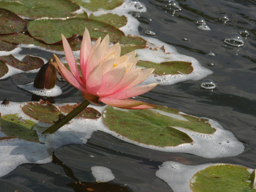 Gradation by Lady-Mneme on DeviantArt