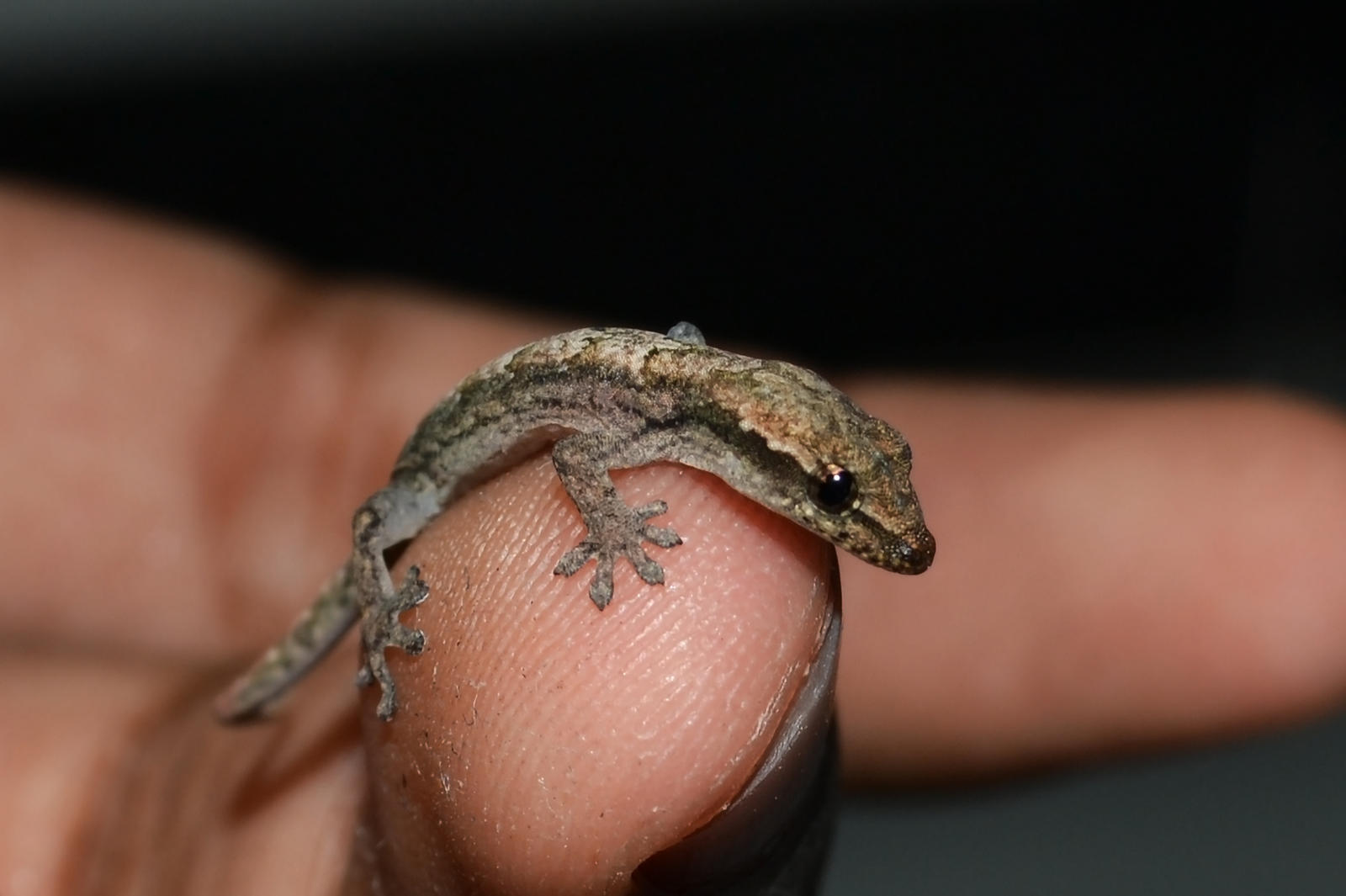 little gecko close up