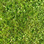 Grass