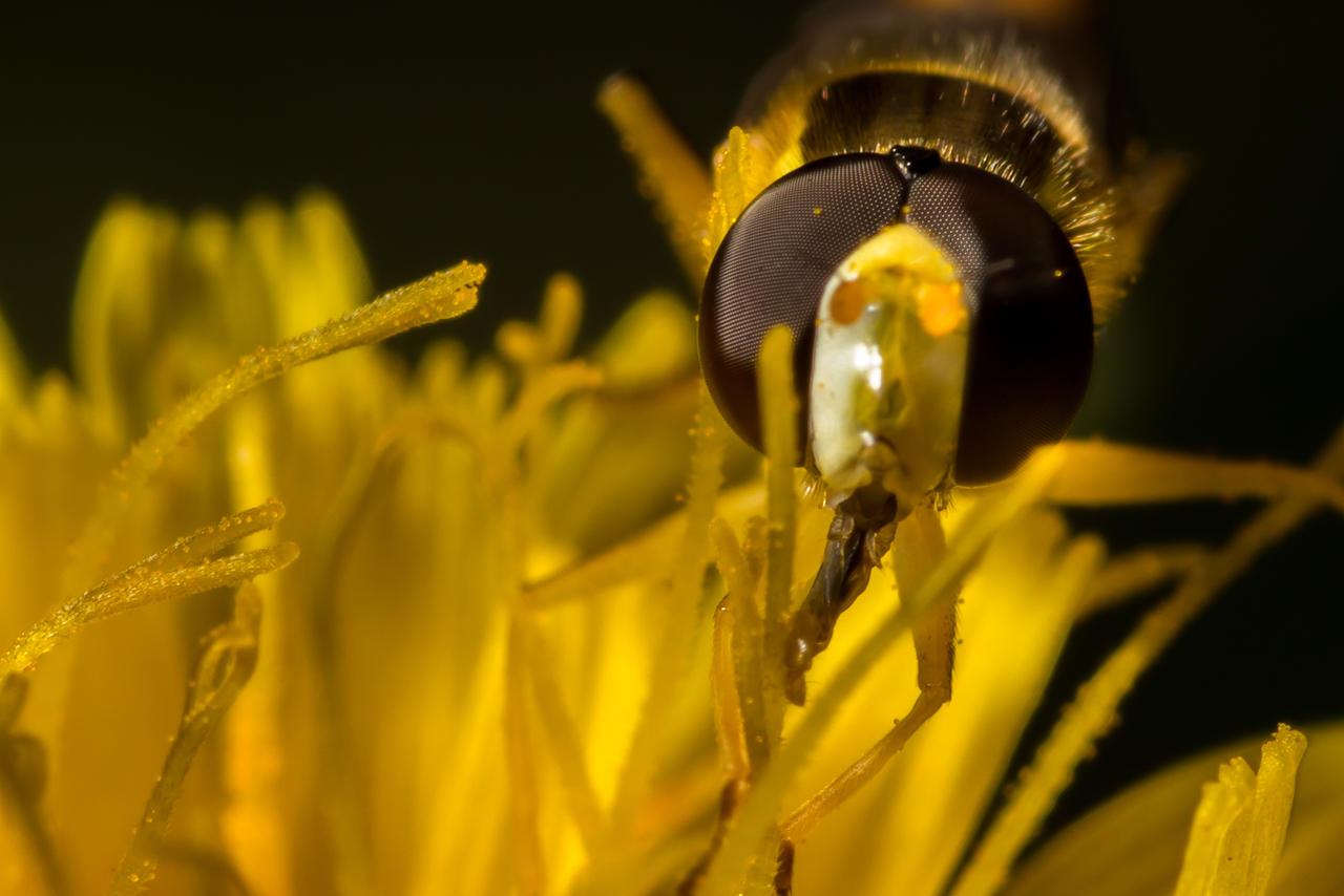 A tiny hoverfly