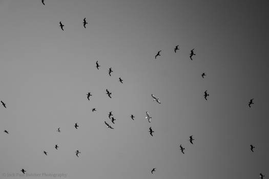 Flying Against The Wind