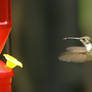 Hummingbird Part 2