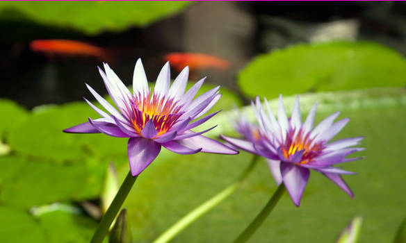 Water Lilies