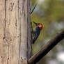 Red-Bellied Woodpecker