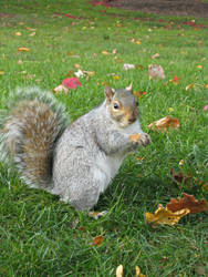 Happy Squirrel