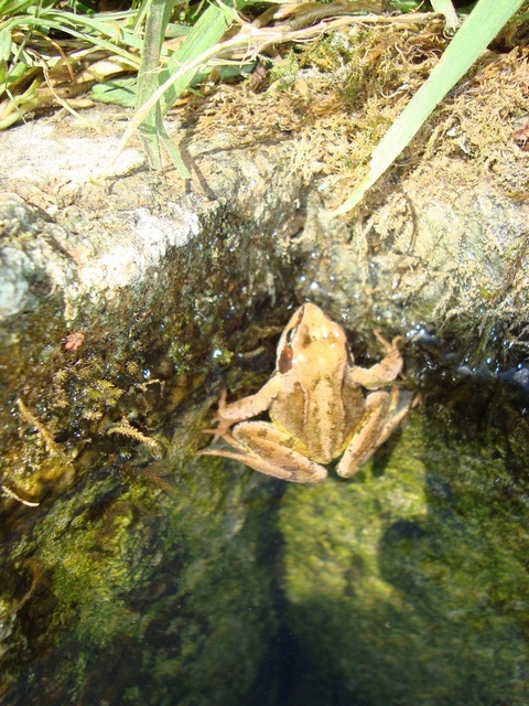 Canute the Frog