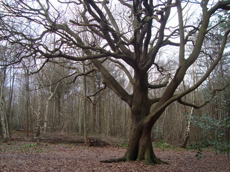 The Witches Tree