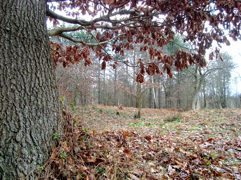 Autumn Trees